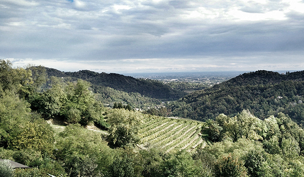Vigneti azienda Aminea