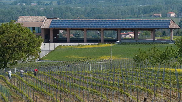 Le vigne e la cantina