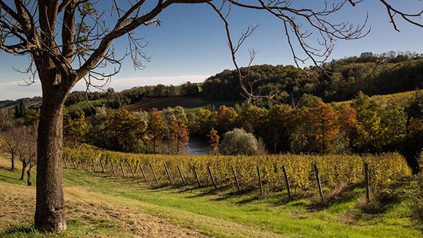 Territorio e vigneto Monte delle Vigne