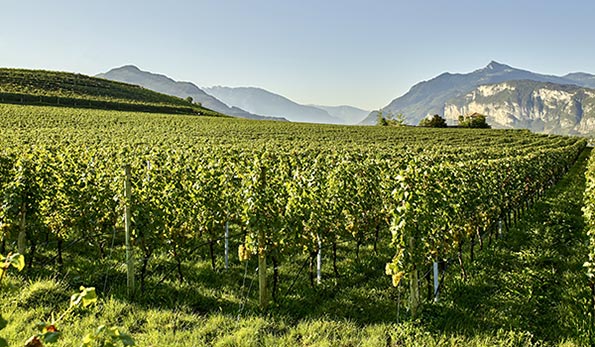 Maso del Diaol, Cantina La-Vis