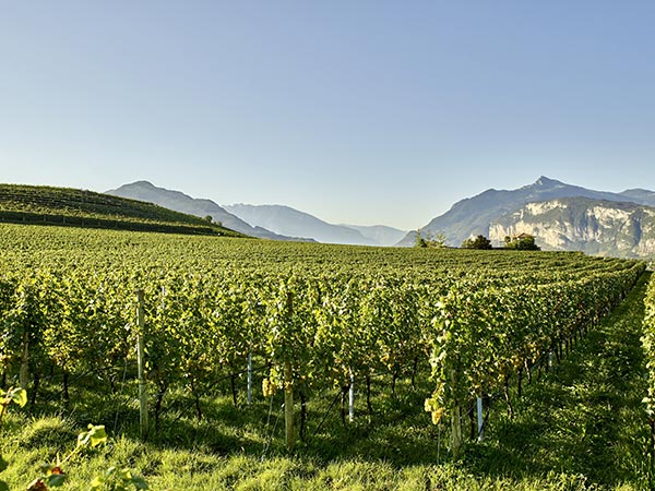 Maso del Diaol, Cantina La-Vis