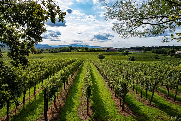 Filari a Campo di Pietra