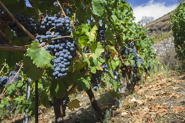 Grappoli di pinot nero