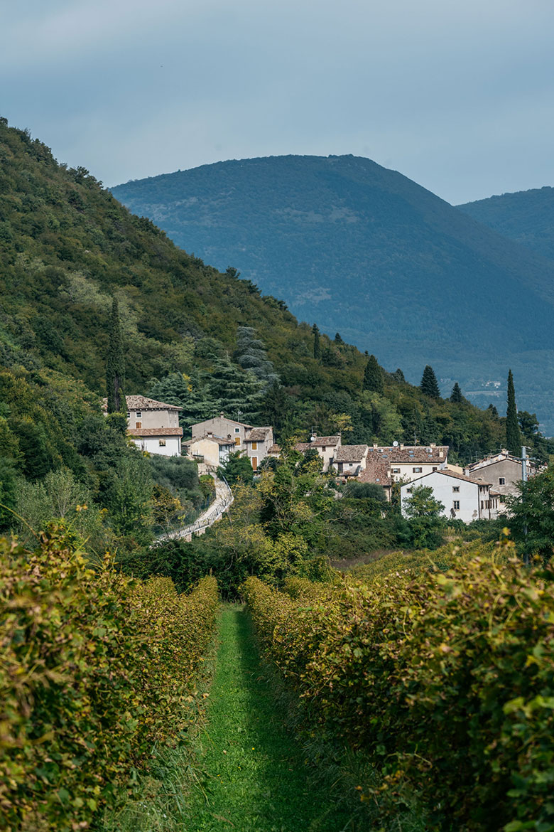 Le Fraghe vigne