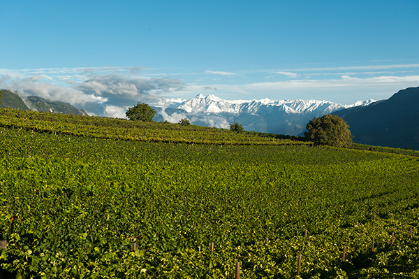 Cantina Girlan, paesaggio vitato
