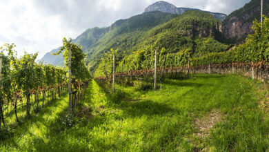 Cantina Andriano vigneti
