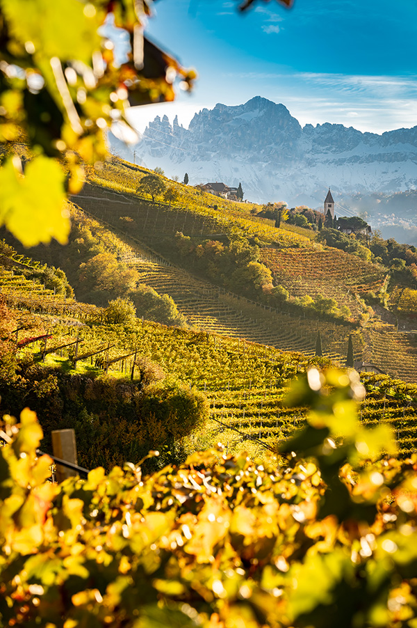 Vigneti Erste + Neue