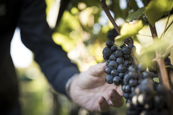 grappolo di pinot nero