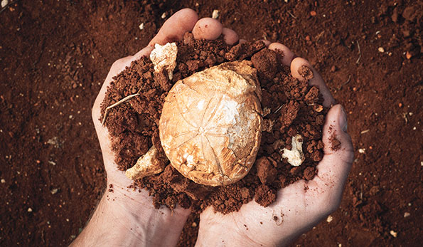 Il terreno dei Colli Berici