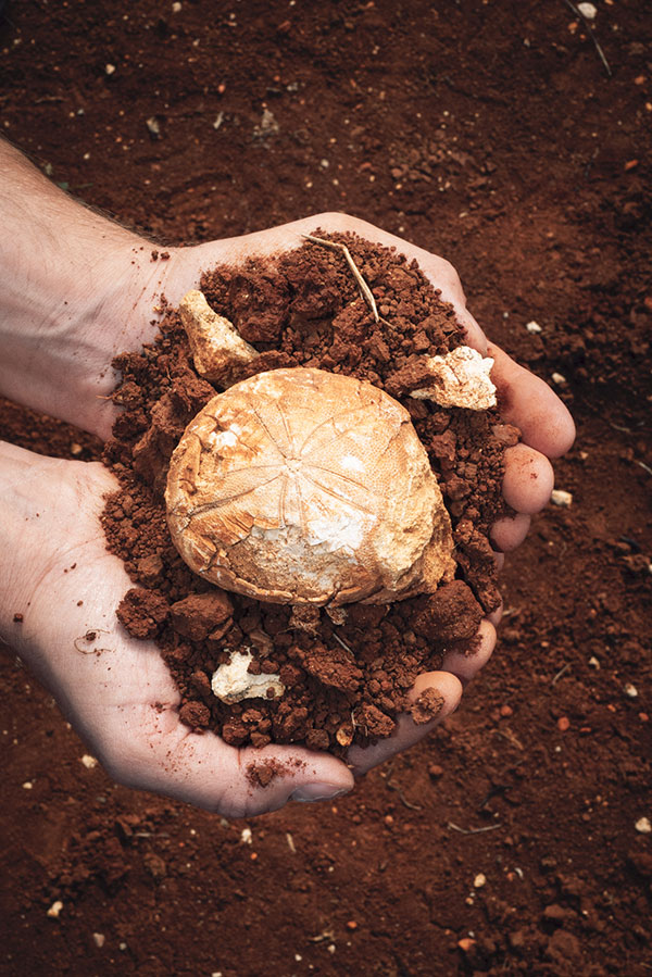 Il terreno dei Colli Berici