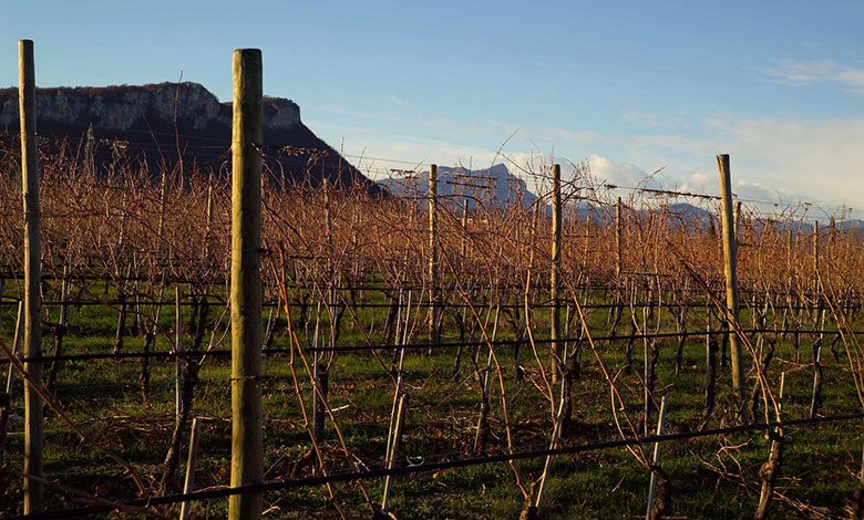 Vigna Fraghe