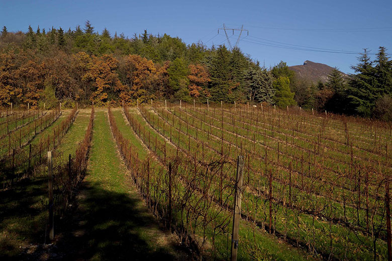 Vigna Montalto