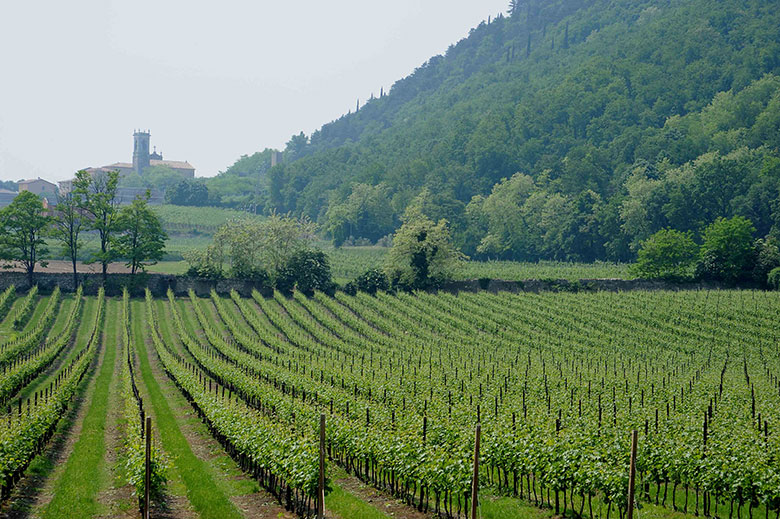 Vigneto Brol Grande