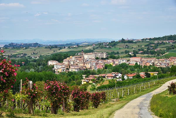 Le rose nelle vigne di barbera a Costigliole d'Asti