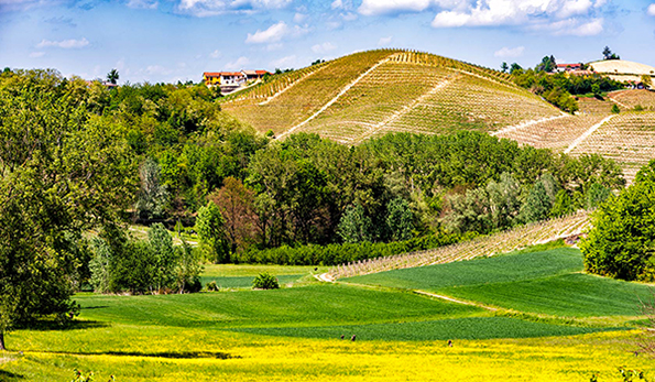 Bricco Monte dell'Olmo