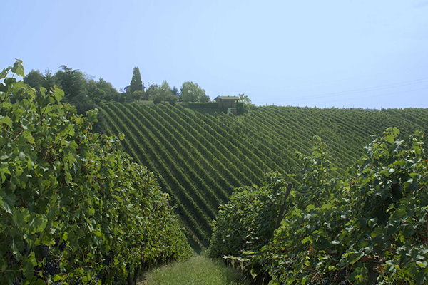 vigneto dei Poderi di San Pietro