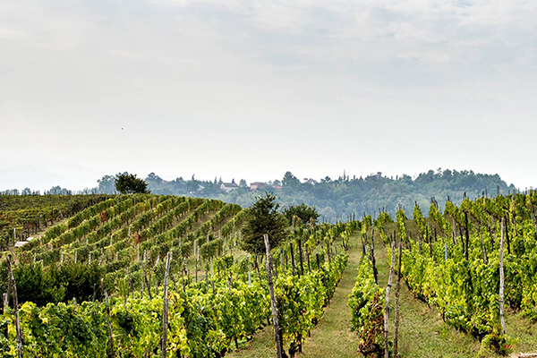 Vigneti Vinchio-Vaglio Serra
