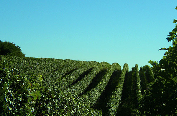 un vigneto aziendale