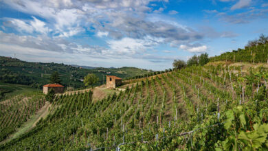 Vigna Vecchia Cadgal