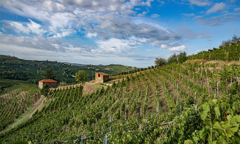 Vigna Vecchia Cadgal