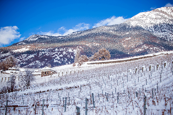 Grosjean vigne in inverno