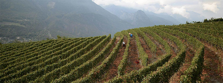 Vigneti La Crotta di Vegneron