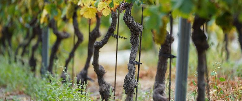 Vigneti La Crotta di Vegneron