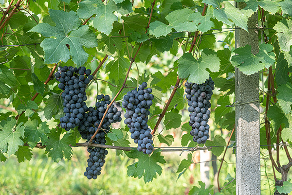 nebbiolo azienda Battaglino
