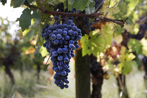 grappolo Poderi di San Pietro
