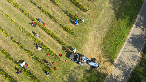 vendemmia Poderi di San Pietro