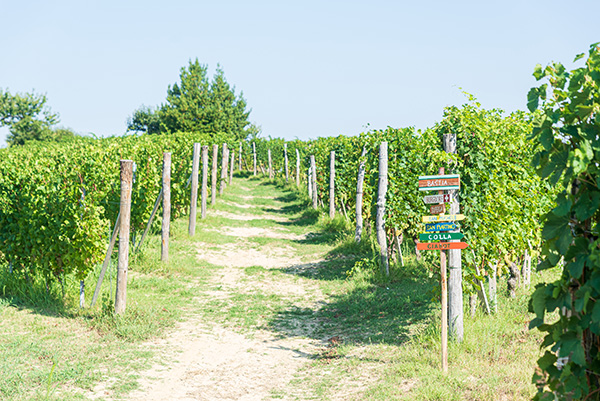 Vigneti azienda Battaglino
