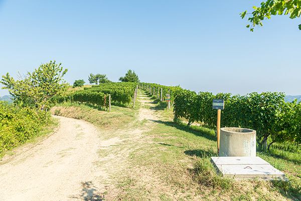 Vigneti azienda Battaglino