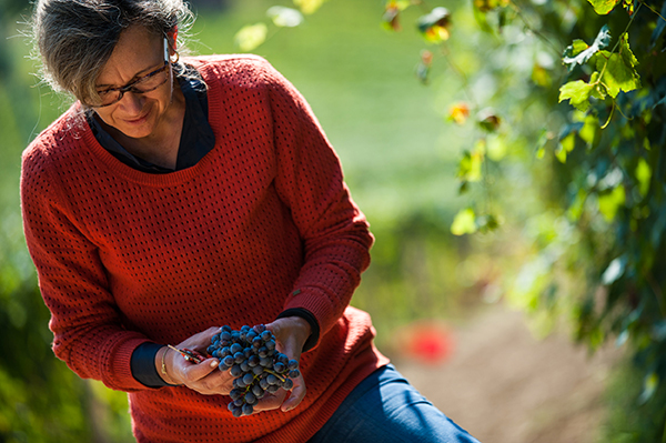 Grappolo di Nebbiolo