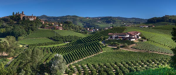 Pasquale Pelissero, paesaggio vitato