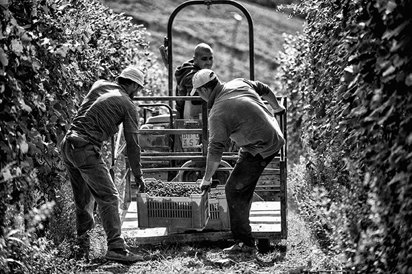 Vendemmia Figli Luigi Oddero