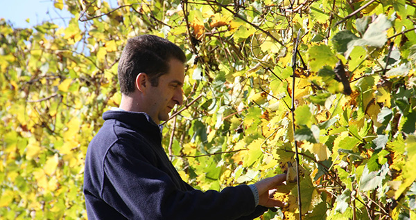 Ignazio in vigna