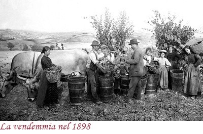 La vendemmia nel 1898