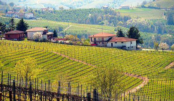 vigneti in Langa