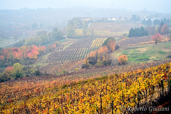 Il paesaggio vitato nei pressi di Costigliole d'Asti