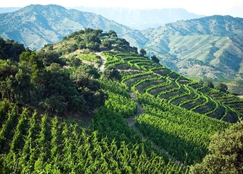 Vigneti Ferrer-Bobet