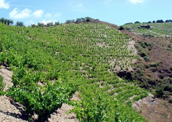 Altri vigneti