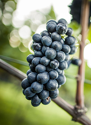 Grappolo di Pinot Nero