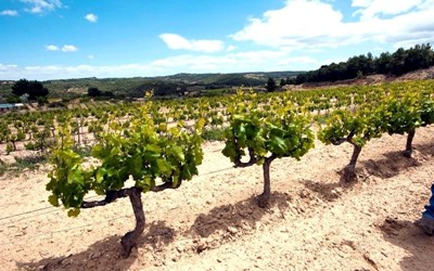 vigneto ad alberello