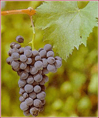 grappolo sangiovese