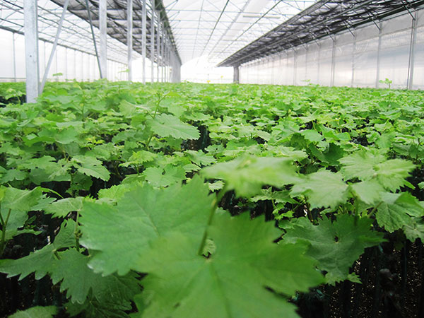 Coltivazione in serra