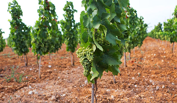 Grillo Tenuta Bastonaca