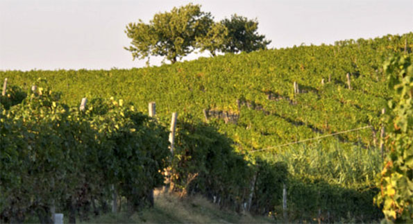 Vigneto Andrea Rinaldi