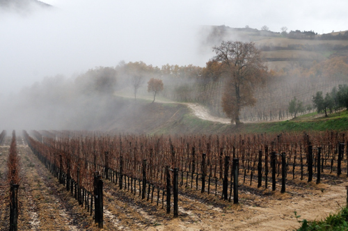 Nebbia su un vigneto a Montepulciano