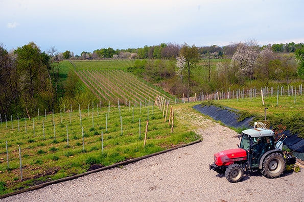 Vigneti Enrico Crola