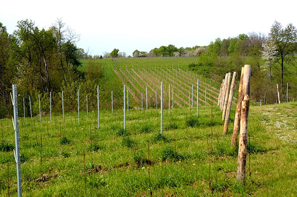 Vigneto Enrico Crola